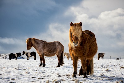 Islandpferde im Winterkleid